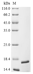 Recombinant Pleurodeles waltl Transcription factor SOX-1 (SOX1), partial
