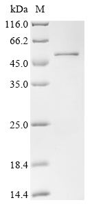 Recombinant Xenopus laevis Transcription factor Sox-1 (sox1)