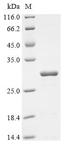 Recombinant Rickettsia rickettsii Chaperonin GroEL (groEL), partial