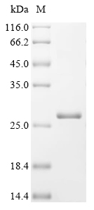 Recombinant Physarum polycephalum Intron-encoded endonuclease I-PpoI