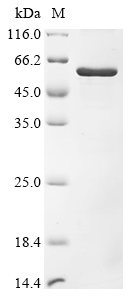 Recombinant Human Plexin domain-containing protein 2 (PLXDC2), partial