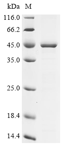 Recombinant Chlamydophila psittaci Major outer membrane porin (ompA)