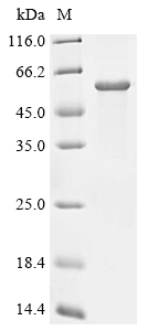 Recombinant Chlamydia psittaci Polymorphic membrane protein autotransporter adhesin (pmp24), partial