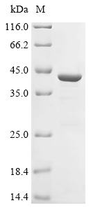 Recombinant Coxiella burnetii Hypothetical membrane spanning protein (CBU_1863), partial