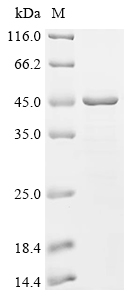 Recombinant Coxiella burnetii Hypothetical membrane spanning protein (CBU_1863), partial