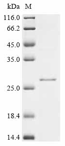 Recombinant Candida albicans Cell surface mannoprotein MP65 (MP65), partial