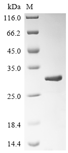 Recombinant Saccharomyces cerevisiae Eukaryotic peptide chain release factor subunit 1 (SUP45), partial
