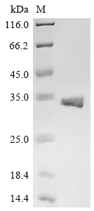 Recombinant Escherichia phage lambda Antiholin (S), partial