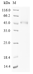 Recombinant Human Prostatic acid phosphatase (ACP3), partial