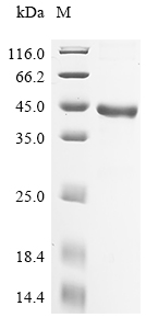 Recombinant Human Prostatic acid phosphatase (ACP3), partial