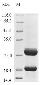 Recombinant Lactococcus lactis subsp. lactis Lipoprotein signal peptidase (lspA) (I65V)-Nanodisc