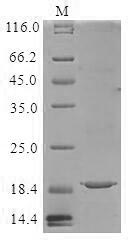 Recombinant Lactococcus lactis subsp. lactis Lipoprotein signal peptidase (lspA) (I65V)