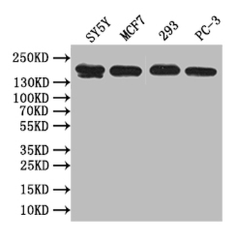 ABCA3 Antibody