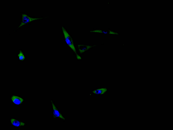 ABCA3 Antibody