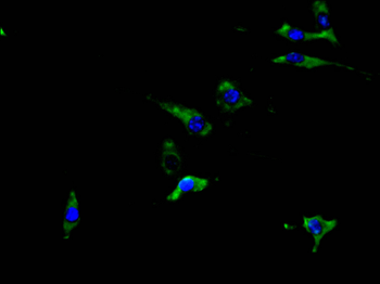 ABCA3 Antibody