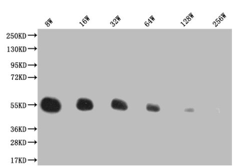 His Tag Antibody
