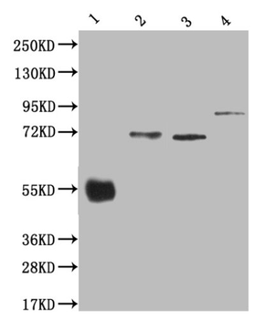 His Tag Antibody
