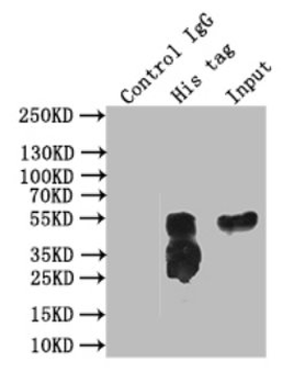 His Tag Antibody