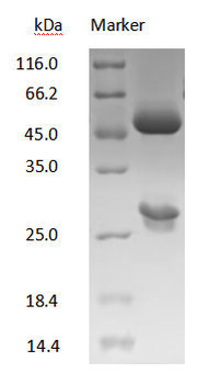 DXD Antibody