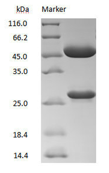 DXD Antibody