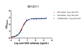 DXD Antibody