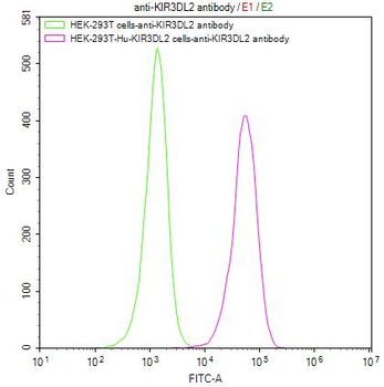 KIR3DL2 Antibody