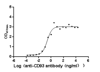 CD93 Antibody