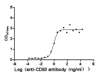 CD93 Antibody