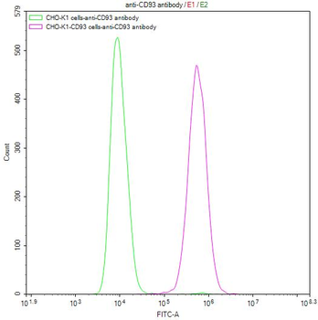 CD93 Antibody