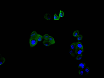 PLAUR Antibody