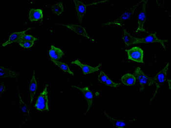 PLAUR Antibody