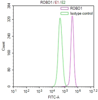 ROBO1 Antibody