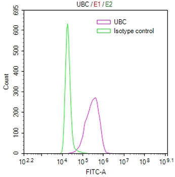 UBC Antibody
