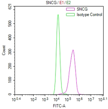 SNCG Antibody