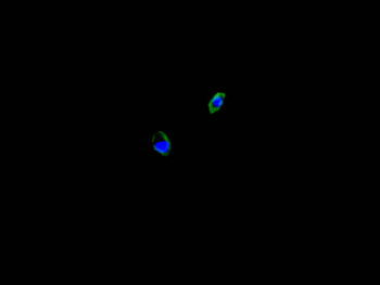 CALR Antibody