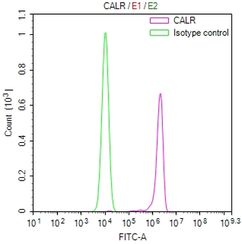 CALR Antibody