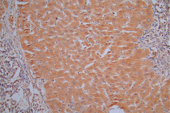ANXA1 Antibody