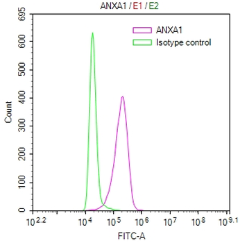 ANXA1 Antibody