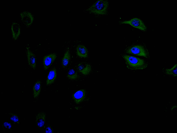 CD40 Antibody