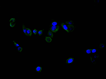 CD40 Antibody