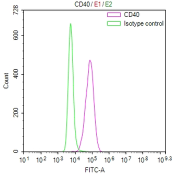 CD40 Antibody