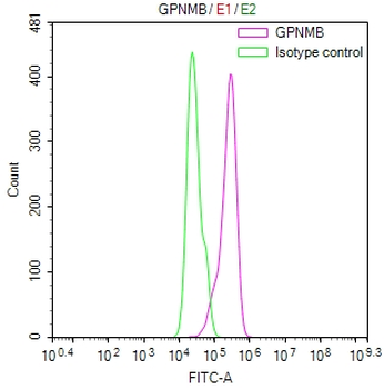 GPNMB Antibody