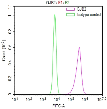 GJB2 Antibody