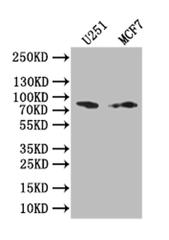 GSN Antibody