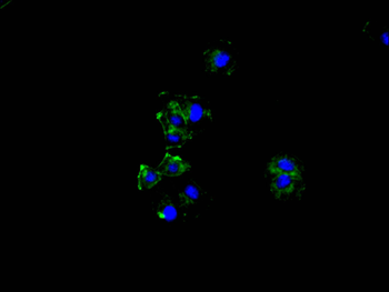 GSN Antibody