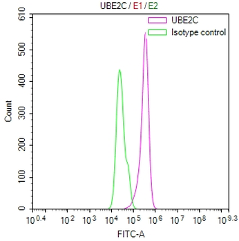 UBE2C Antibody