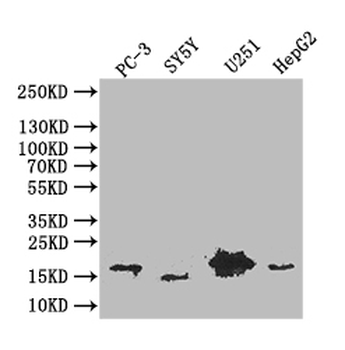 PDPN Antibody