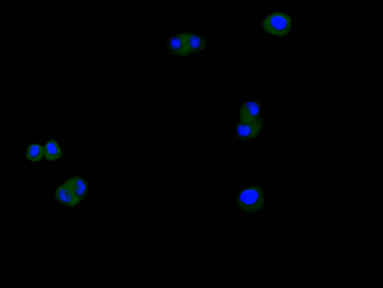 CTNNB1 Antibody