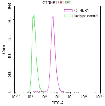 CTNNB1 Antibody