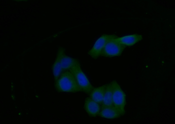 FGFR1 Antibody